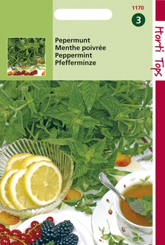 Pfefferminze (Mentha piperita) 750 Samen